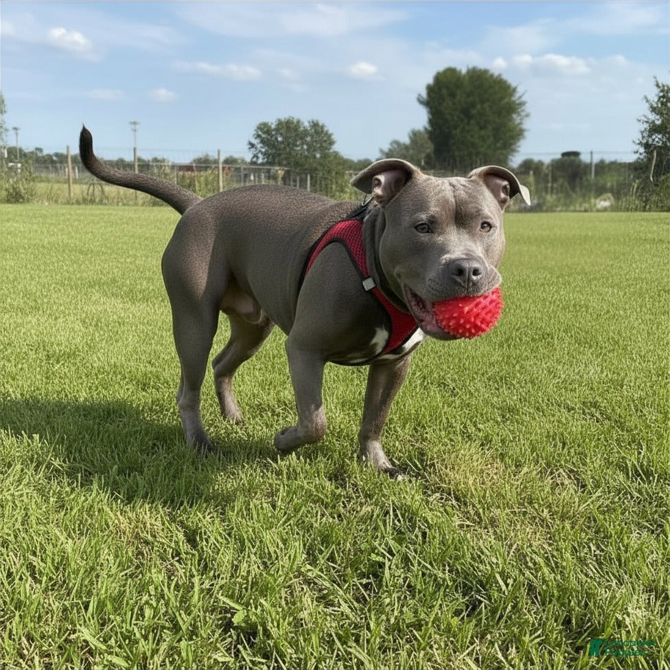American Bully dogs Rocko - Ad 1