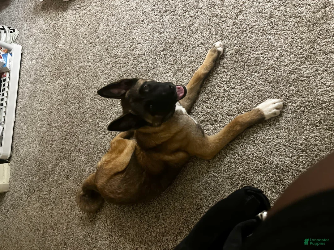 Gallery Image {{count}}