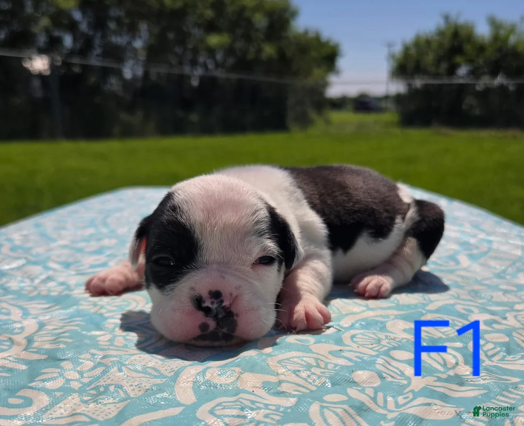 Olde English Bulldogge dogs for sale: Bopeep - Ad 1