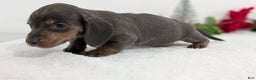 Miniature Dachshund dogs for sale: Xavier - Ad 8