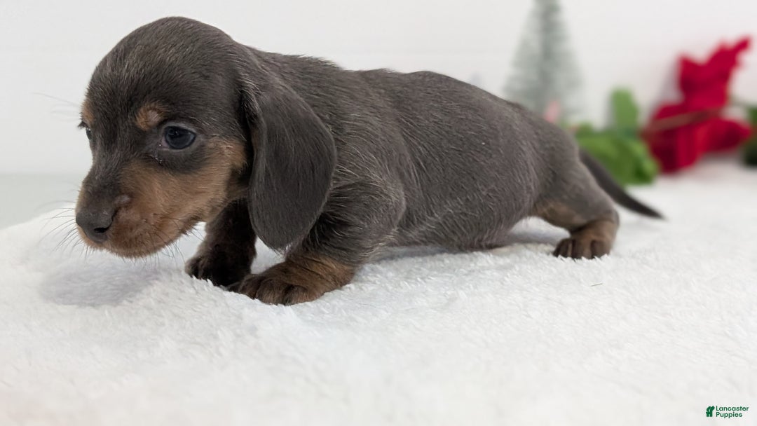 Miniature Dachshund dogs for sale: Xavier - Ad 8