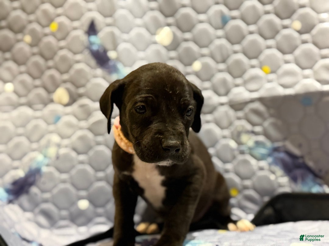 Great Dane dogs for sale: Bernadette - Ad 2