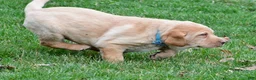 Labrador Retriever dogs for sale: Bryson - Ad 7