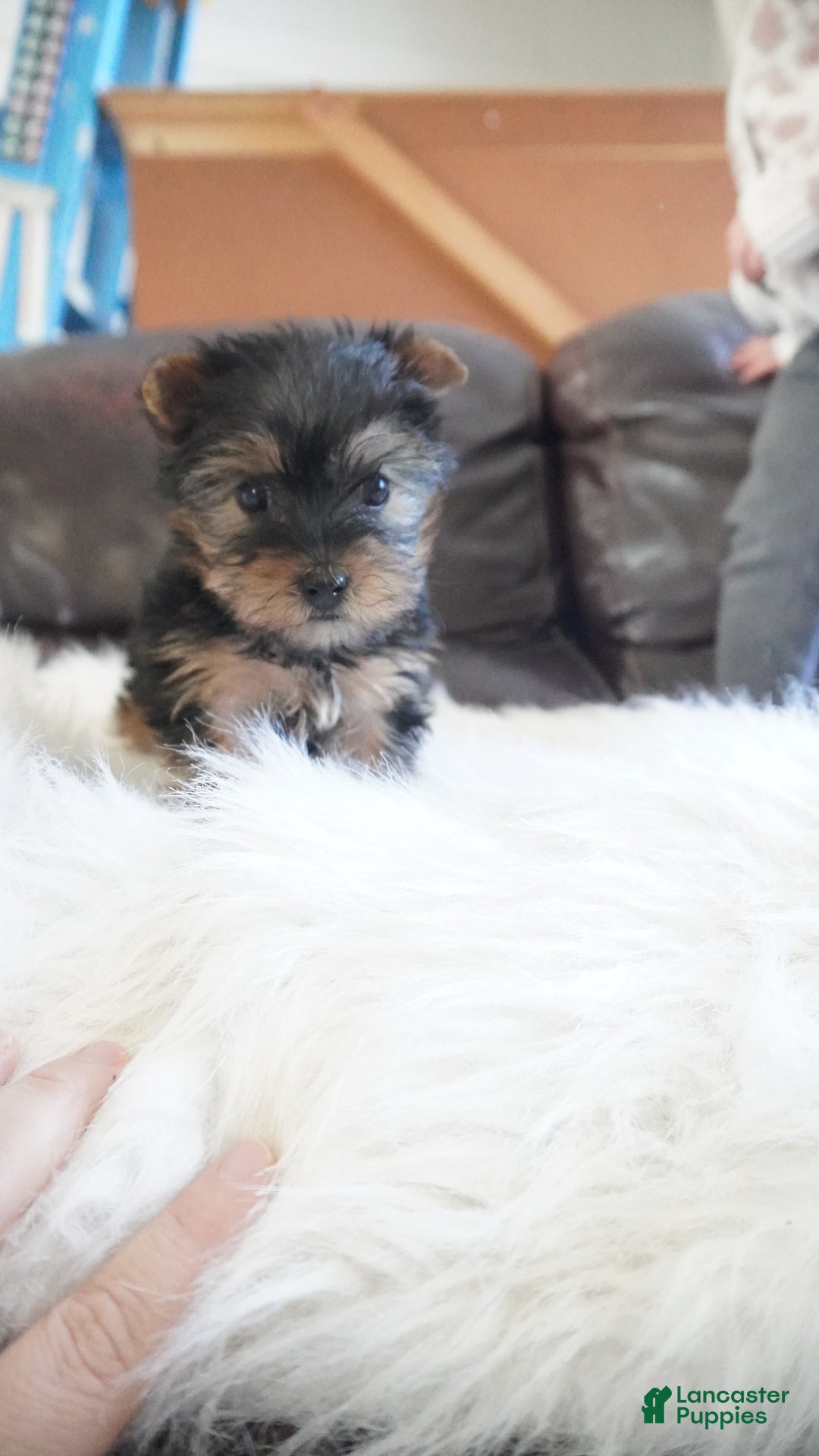 Yorkshire Terrier dogs for sale: Yorkshire Terrier Puppy 1 - Ad 8