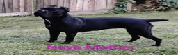 Cane Corso dogs for sale: Cane Corso 6 - Ad 16