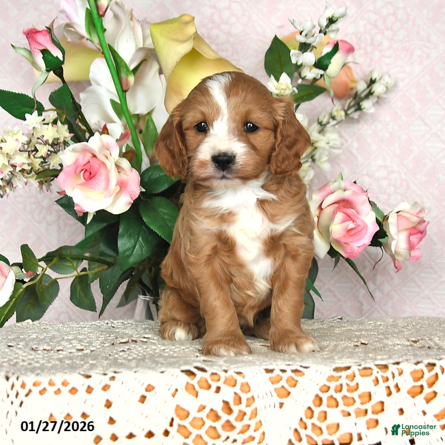 Cavapoo dogs Jewel - Ad 29