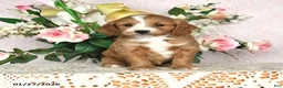 Cavapoo dogs for sale: Jewel - Ad 2