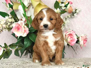 Cavapoo dogs Jewel - Ad 29