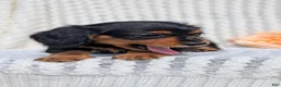 Miniature Dachshund dogs for sale: Roxy - Ad 8
