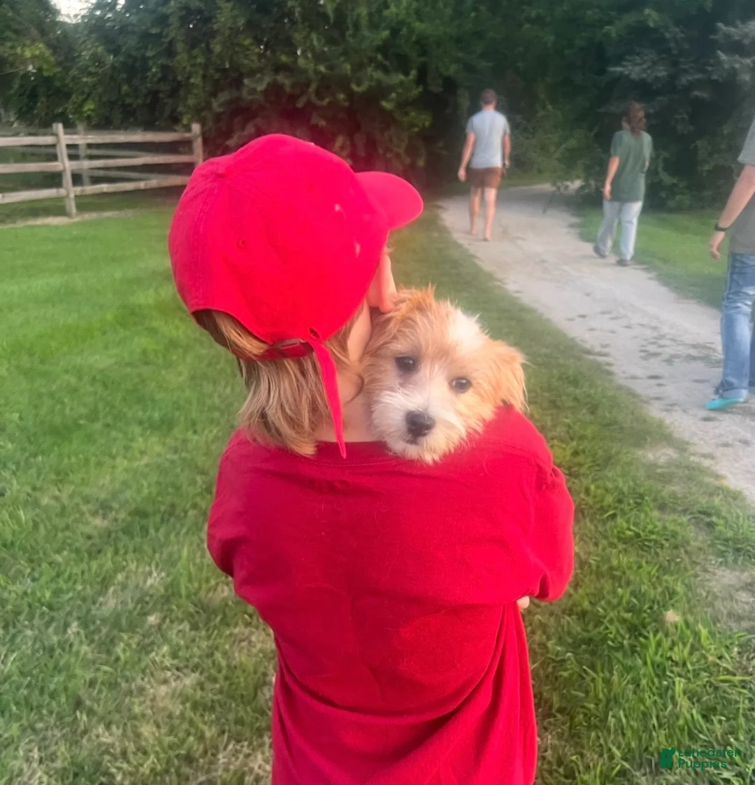 Jack Russell Terrier dogs for sale: Jack Russell Terrier 1 - Ad 2