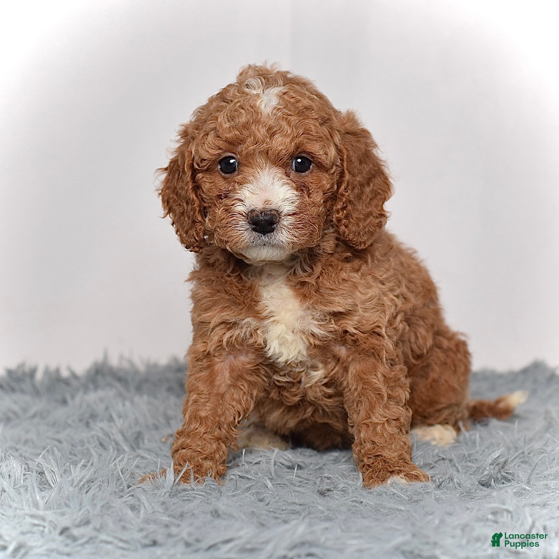 Mini Goldendoodle dogs Ms. Myra - Ad 1