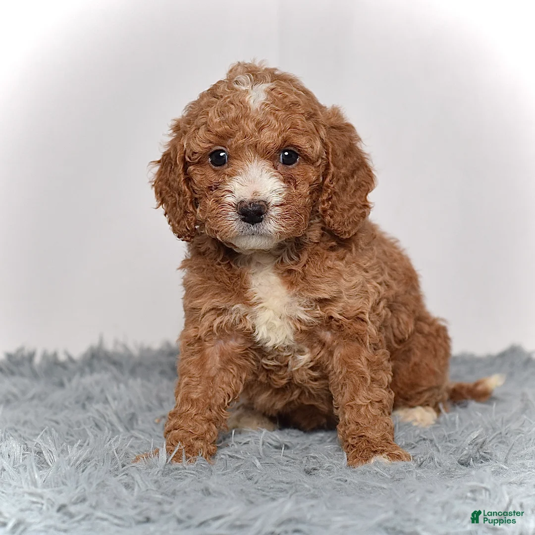 Mini Goldendoodle dogs for sale: Ms. Myra - Ad 2