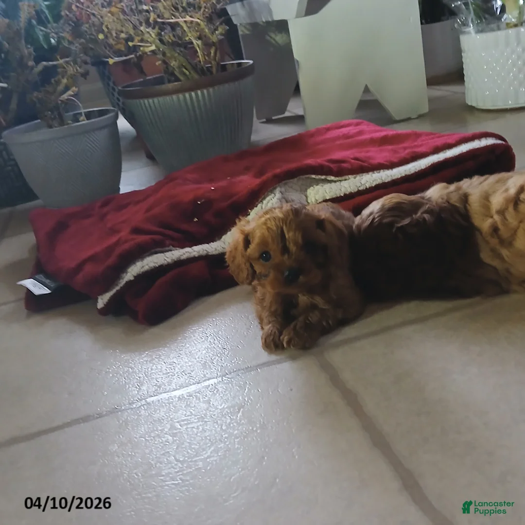 Cavapoo dogs for sale: Dasher - Ad 2