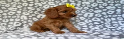 Cavapoo dogs for sale: Molly - Ad 7
