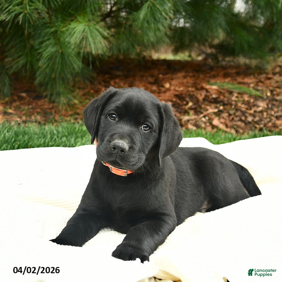 Labrador Retriever dogs Bilbo  - Ad 2