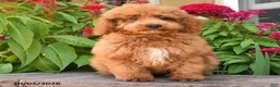 Cockapoo dogs for sale: Otis - Ad 3