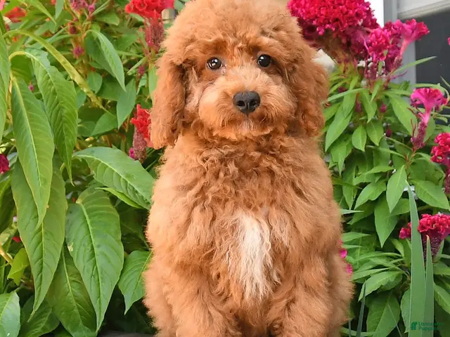Cockapoo dogs for sale: Otis - Ad 2