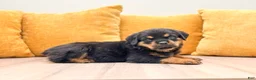 Rottweiler dogs for sale: Flynn - Ad 3