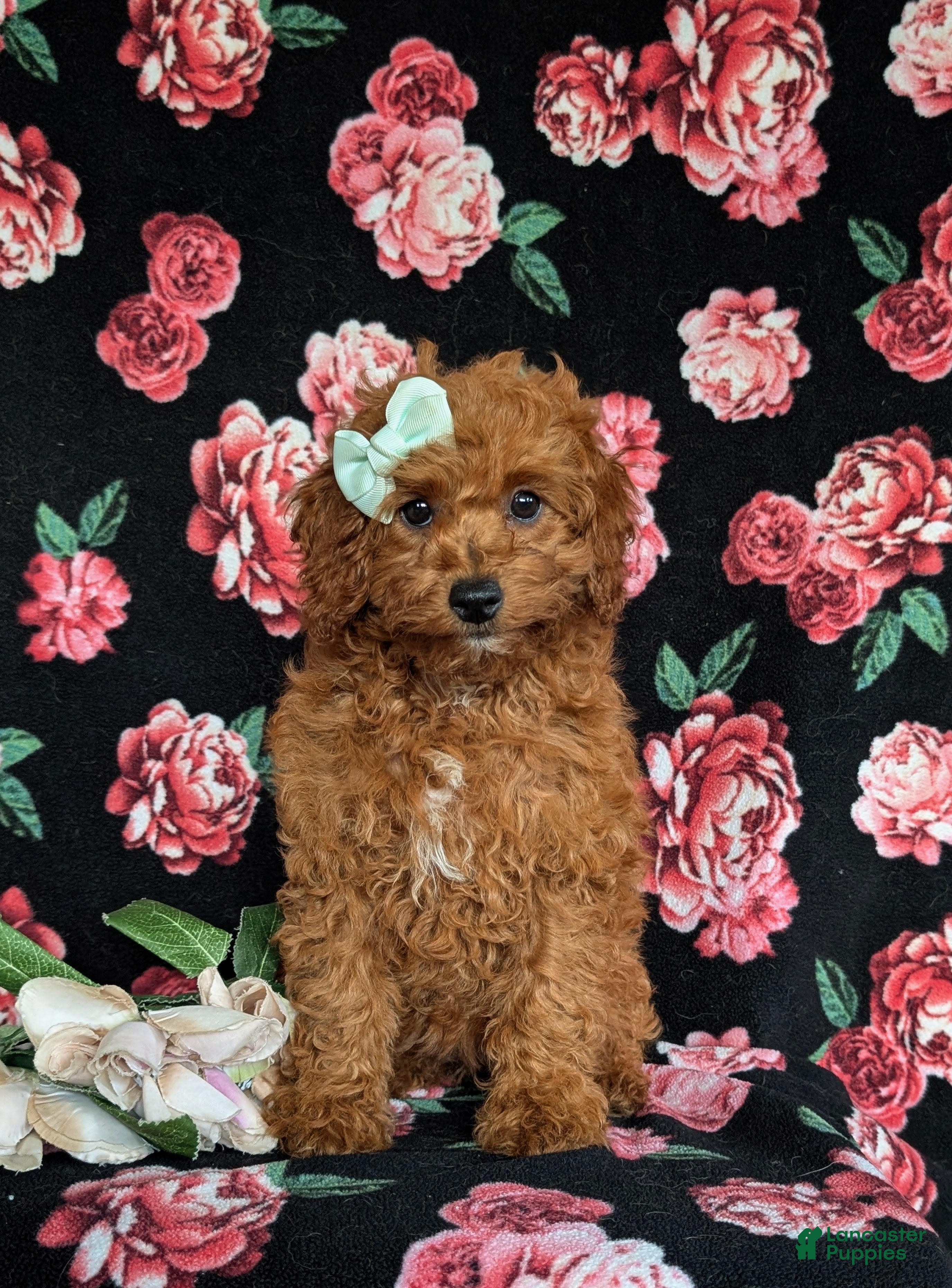 Cavapoo dogs Giselle - Ad 2