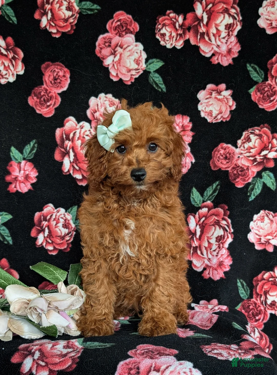 Cavapoo dogs for sale: Giselle - Ad 2