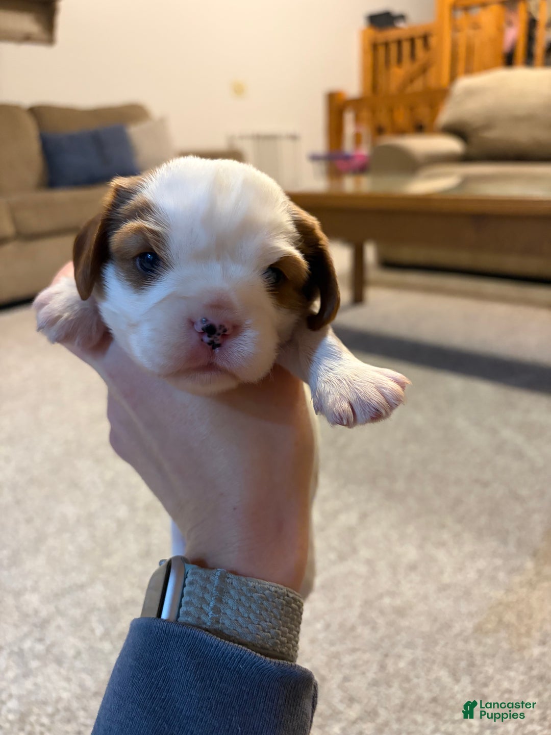 Cavalier King Charles Spaniel dogs for sale: Shepherd  - Ad 3