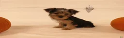 Yorkshire Terrier dogs for sale: Toby - Ad 3
