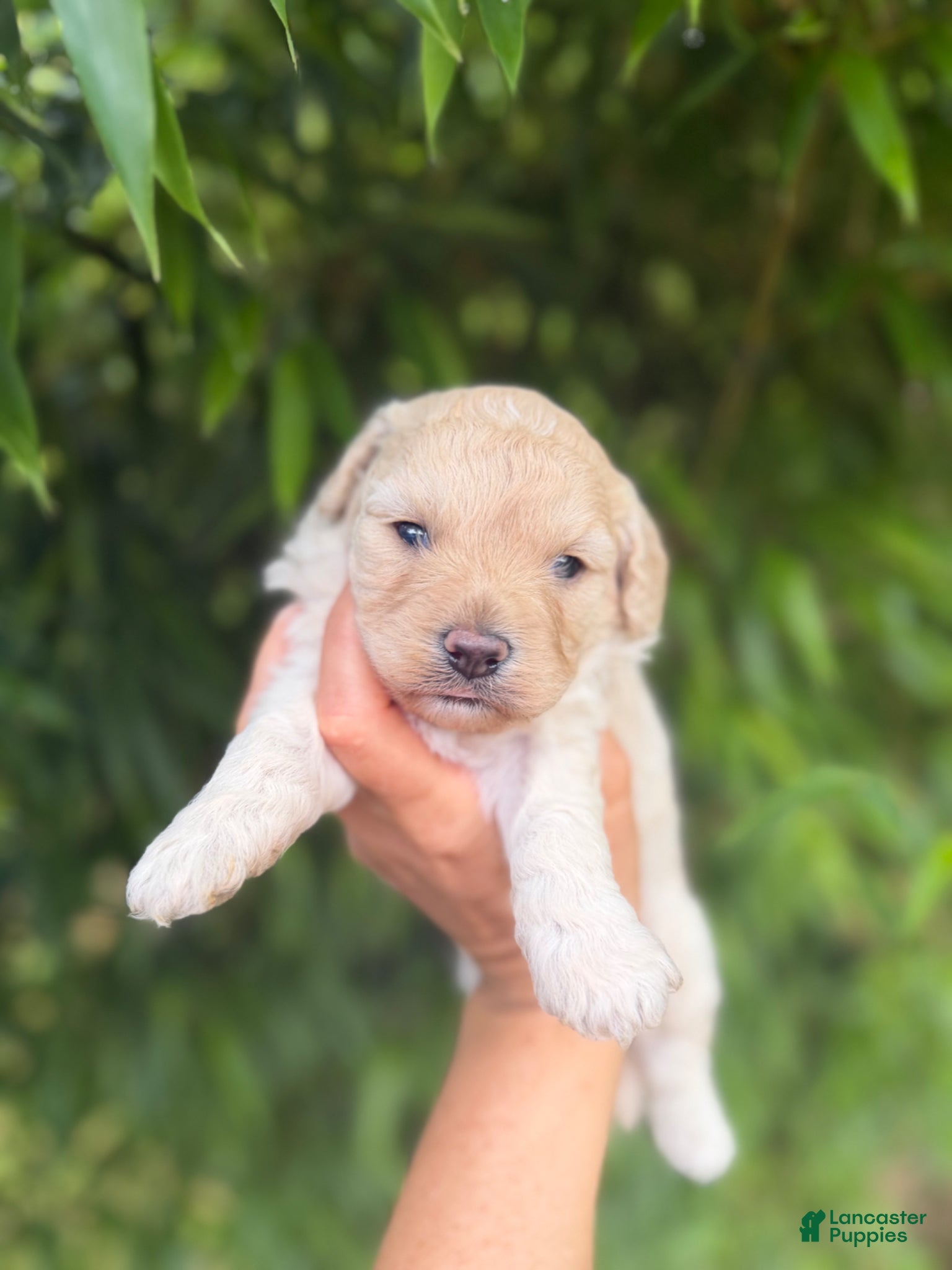 Cavachon Puppy 3