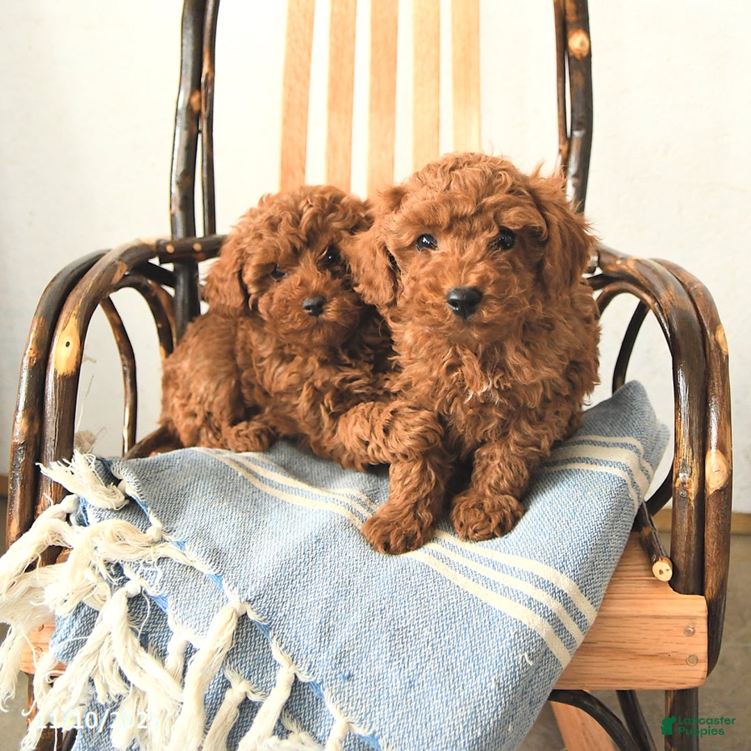Toy Poodle dogs for sale: Waldo - Ad 3