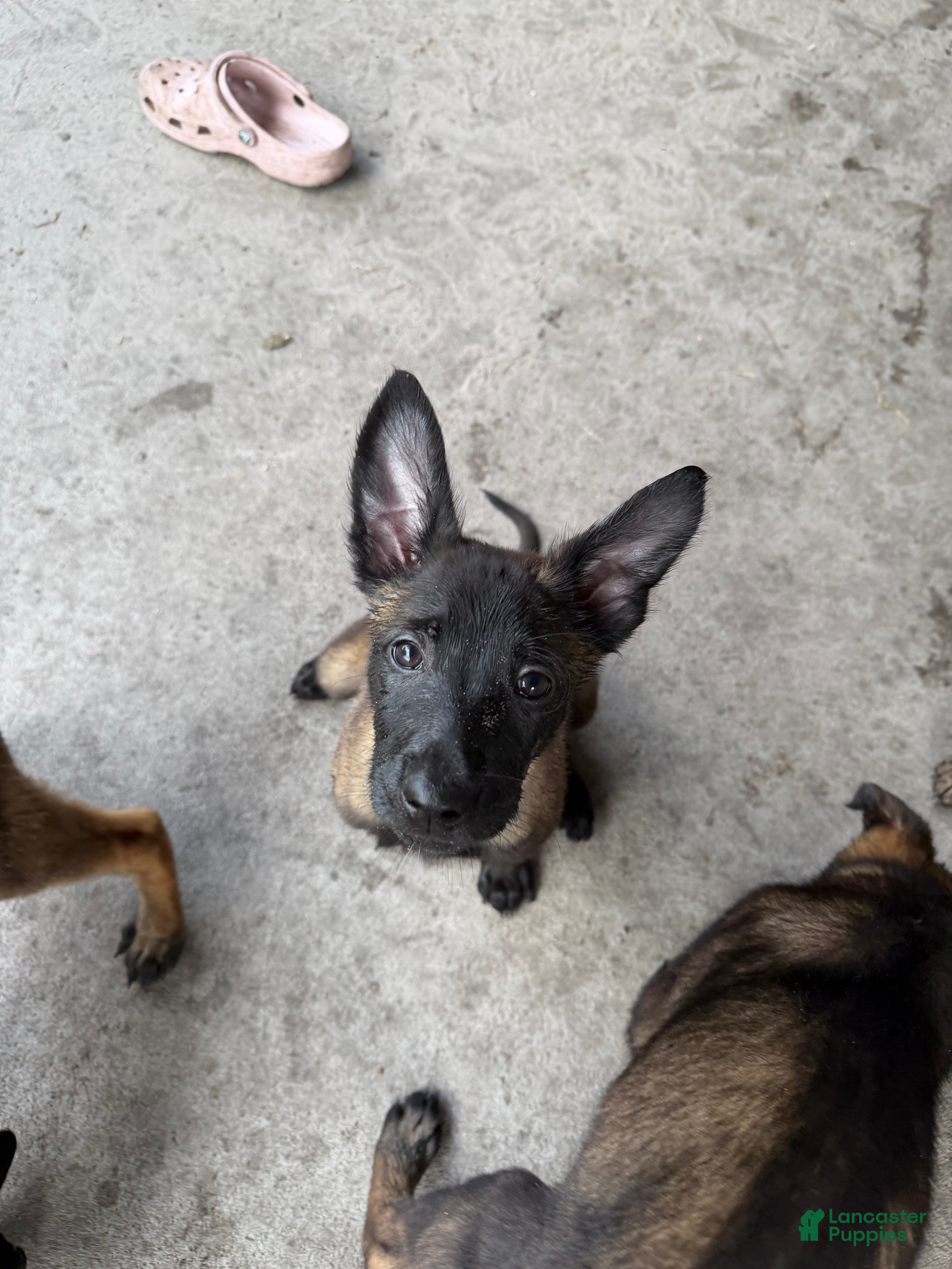 Belgian Malinois dogs for sale: Shelby - Ad 2