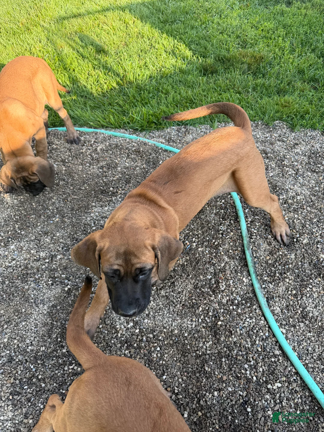 English Mastiff dogs for sale: Puppy 2 - Ad 11