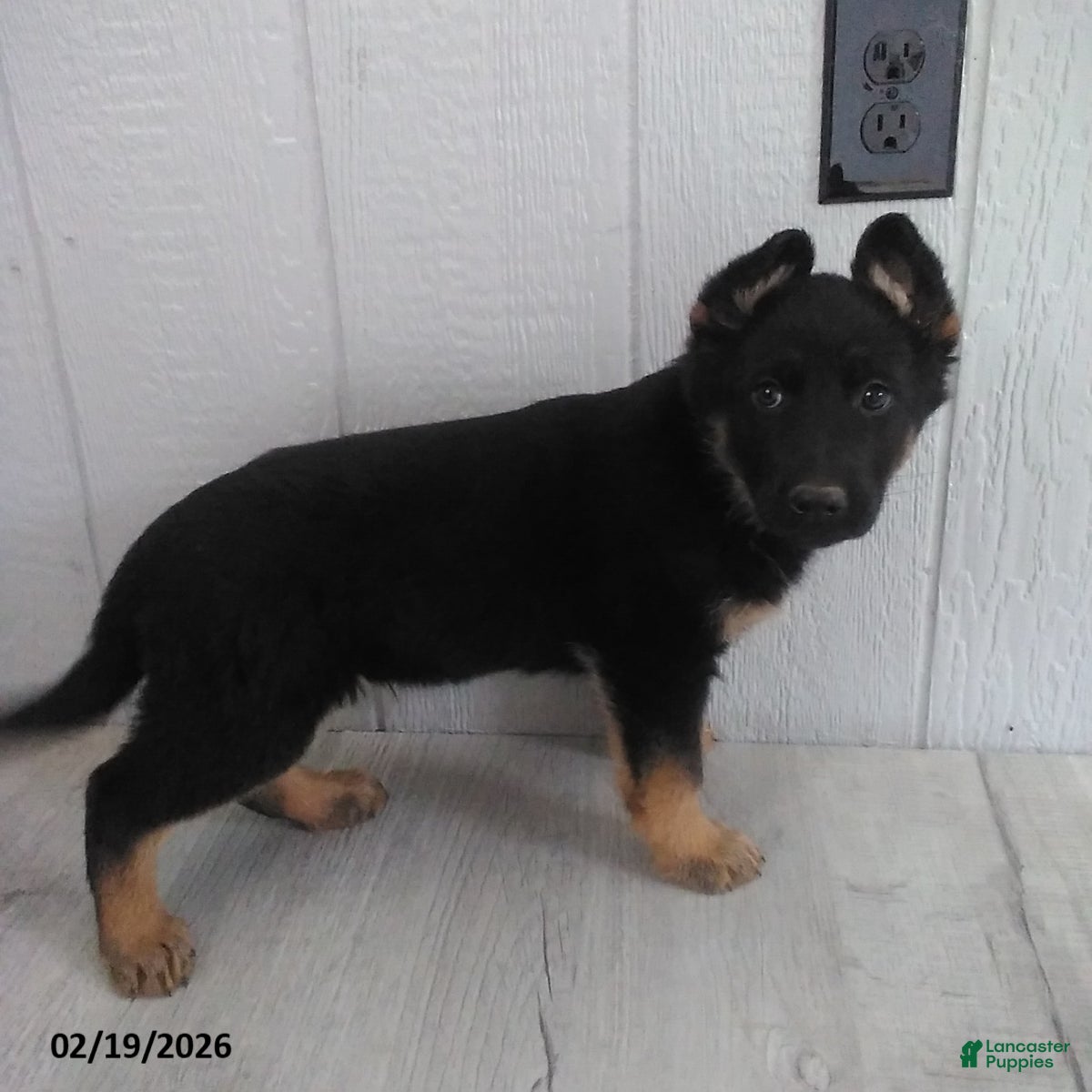 German Shepherd dogs Lenny - Ad 1