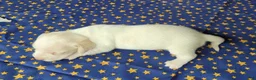 Miniature Dachshund dogs for sale: AKC Laci Cream female  - Ad 5