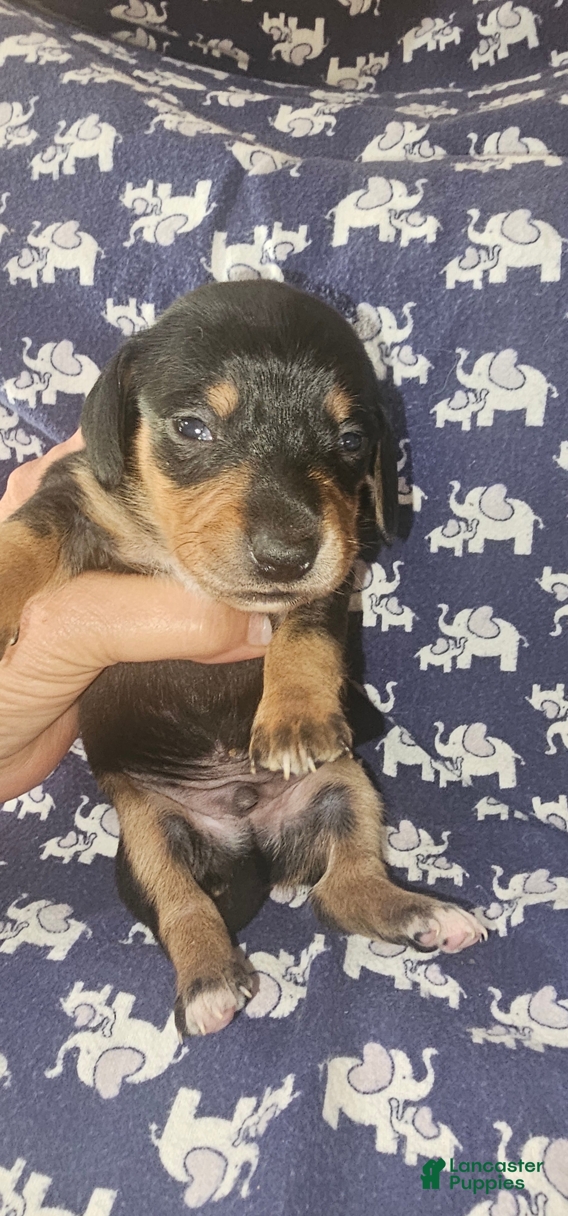 Dachshund dogs Dachshund Puppy 4 - Ad 12