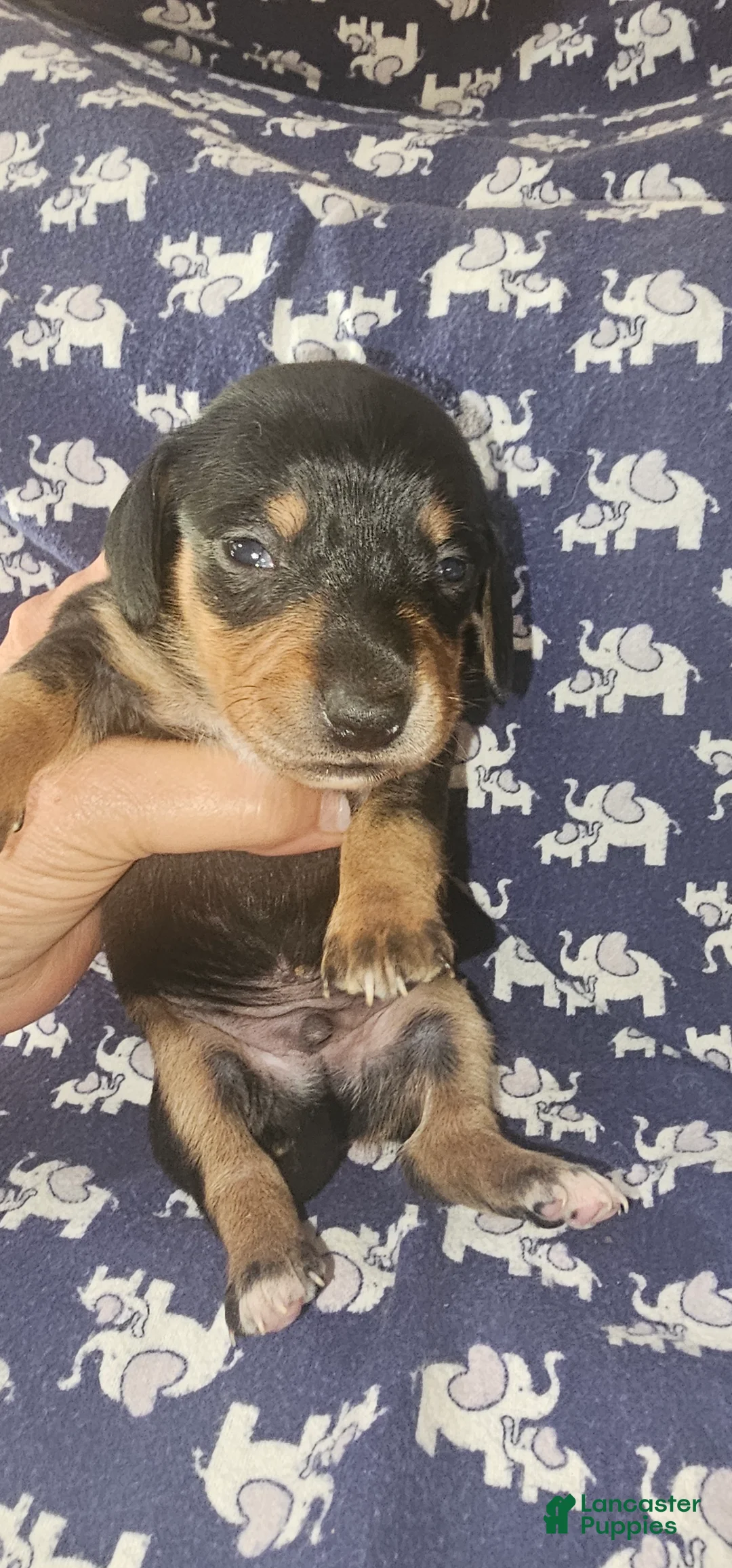 Dachshund dogs for sale: Dachshund Puppy 4 - Ad 1