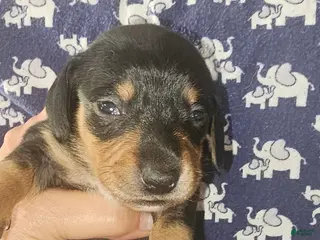 Dachshund dogs Dachshund Puppy 4 - Ad 12