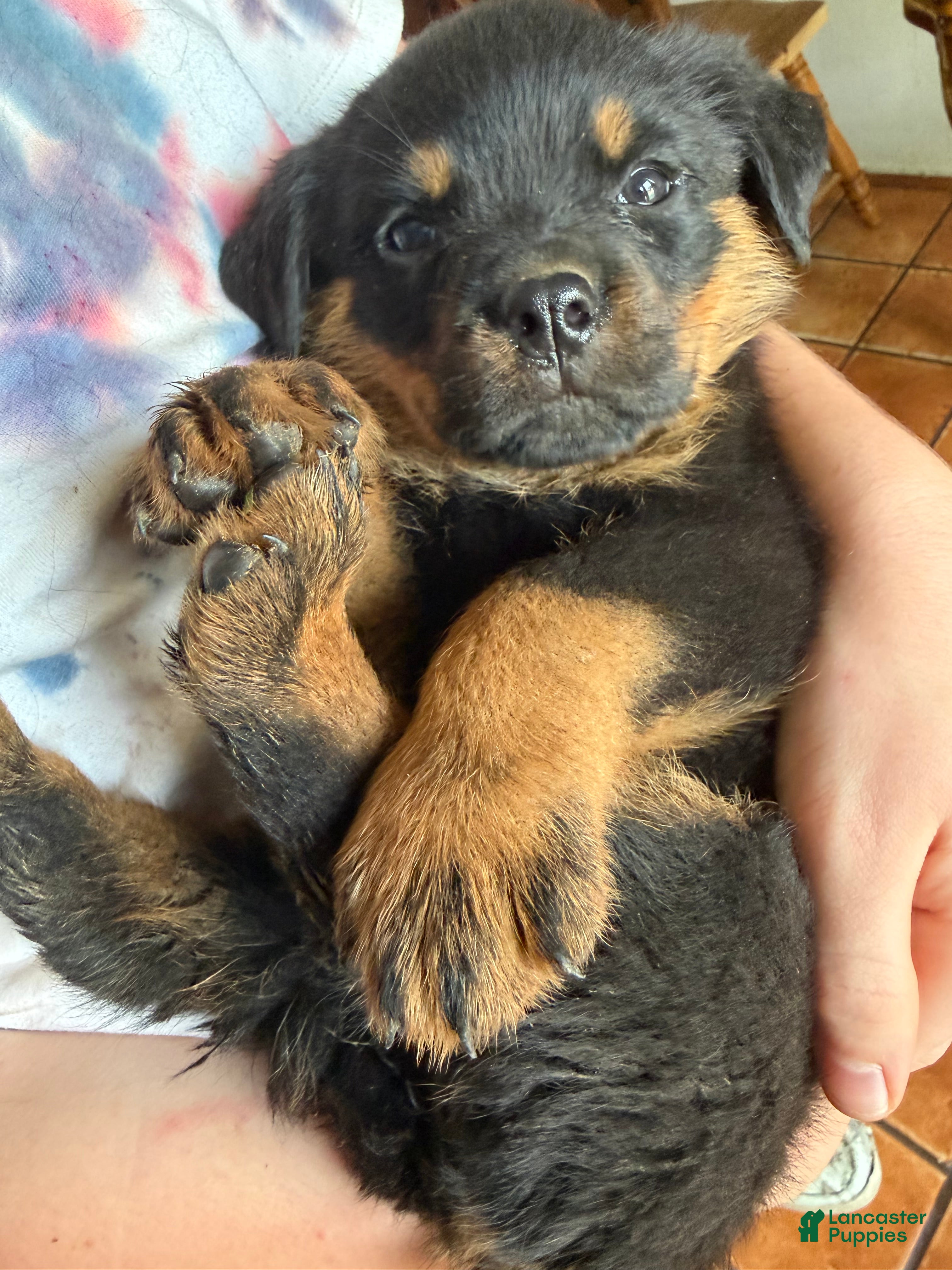 Rottweiler dogs Rottweiler Puppy 2 - Ad 1