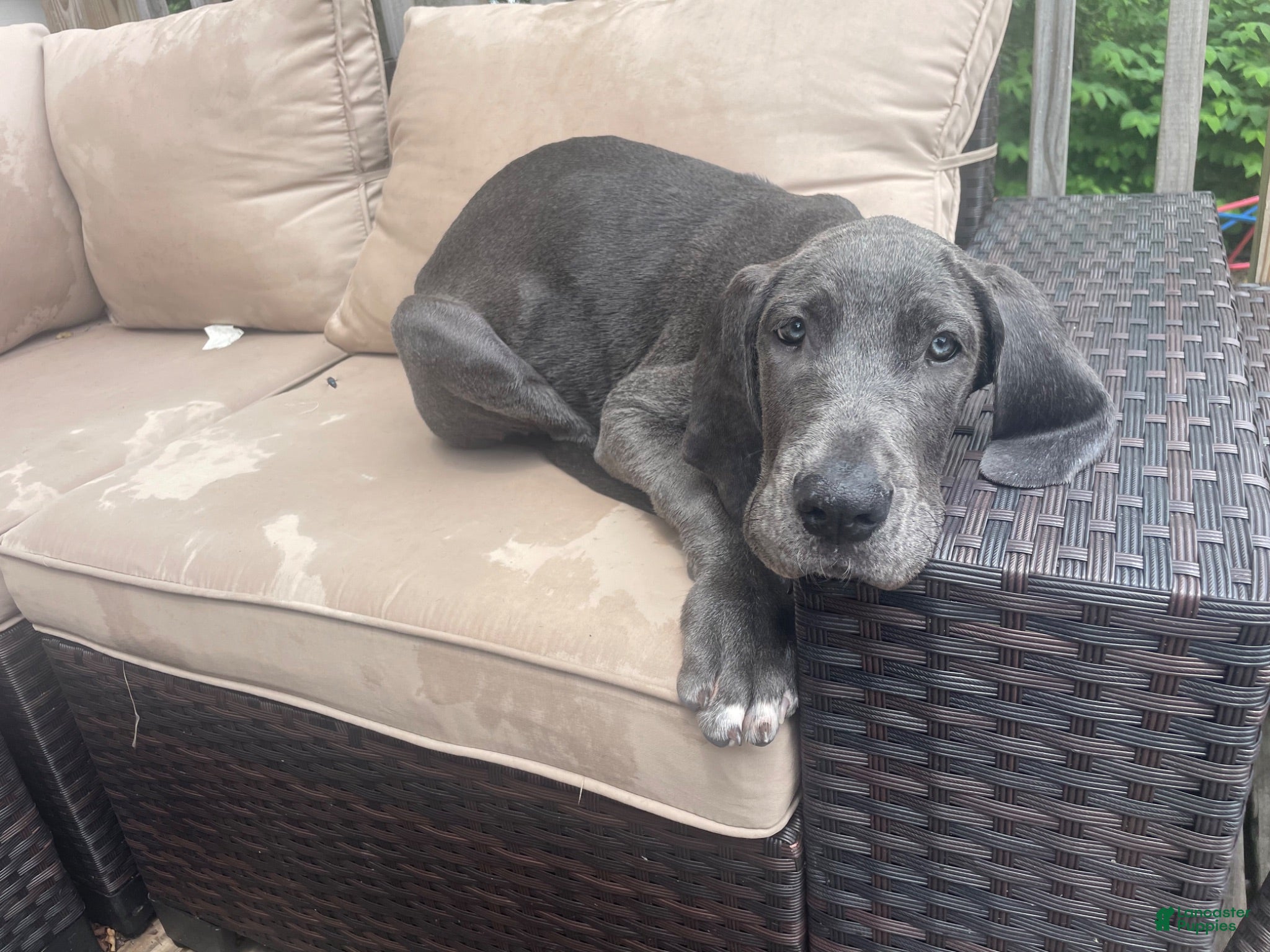 Great Dane dogs Flora - Ad 32
