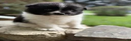 Pomeranian dogs for sale: Barney - Ad 8