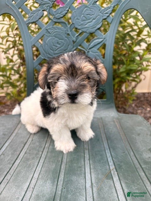 Morkie dogs Carly - Ad 2