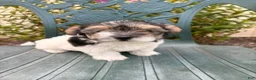 Morkie dogs for sale: Carly - Ad 2