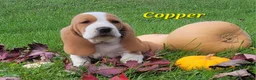 Basset Hound dogs for sale: Copper - Ad 2