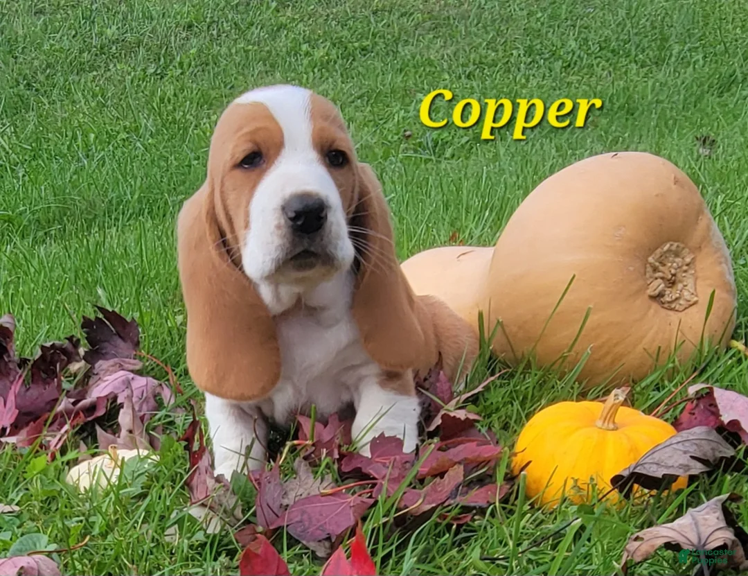 Basset Hound dogs for sale: Copper - Ad 2