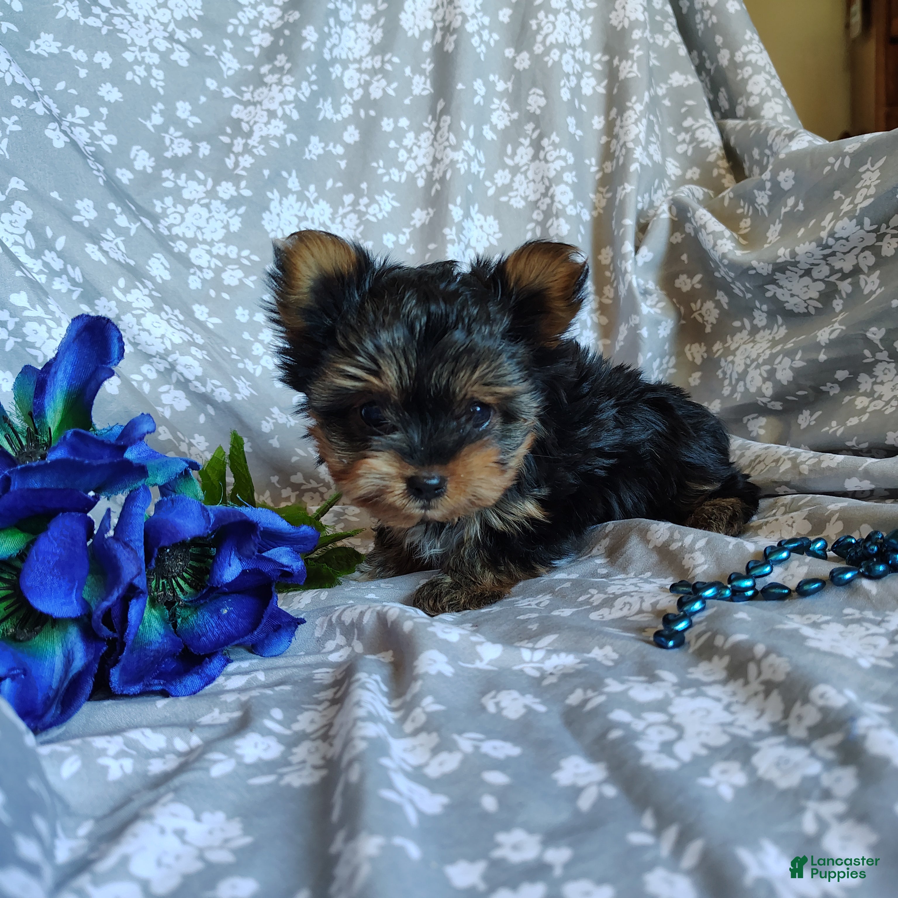 Yorkshire Terrier dogs for sale: Ernie - Ad 2