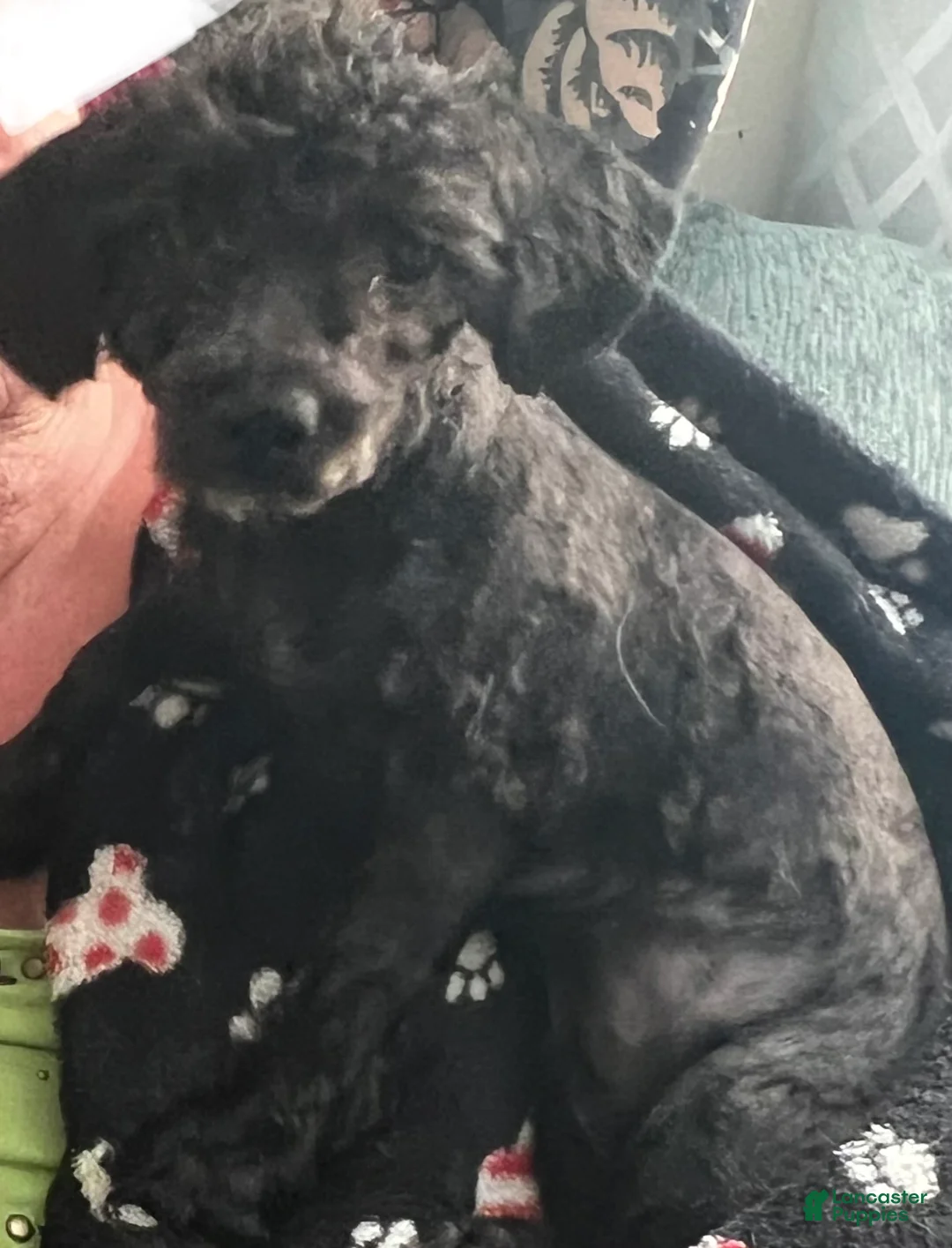 Toy Poodle dogs for sale: Ruby - Ad 3