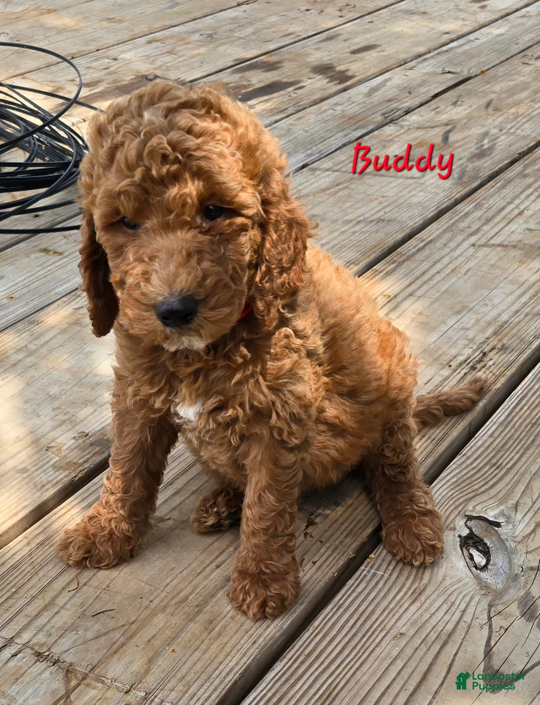 Goldendoodle dogs for sale: Goldendoodle Puppy 3 - Ad 2