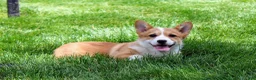 Welsh Corgi Pembroke dogs for sale: Olive(triple clear) AKC - Ad 13