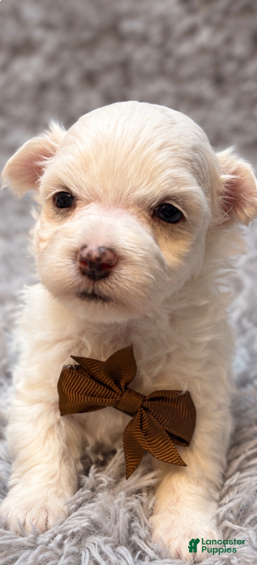 Maltese dogs Horatio  - Ad 11