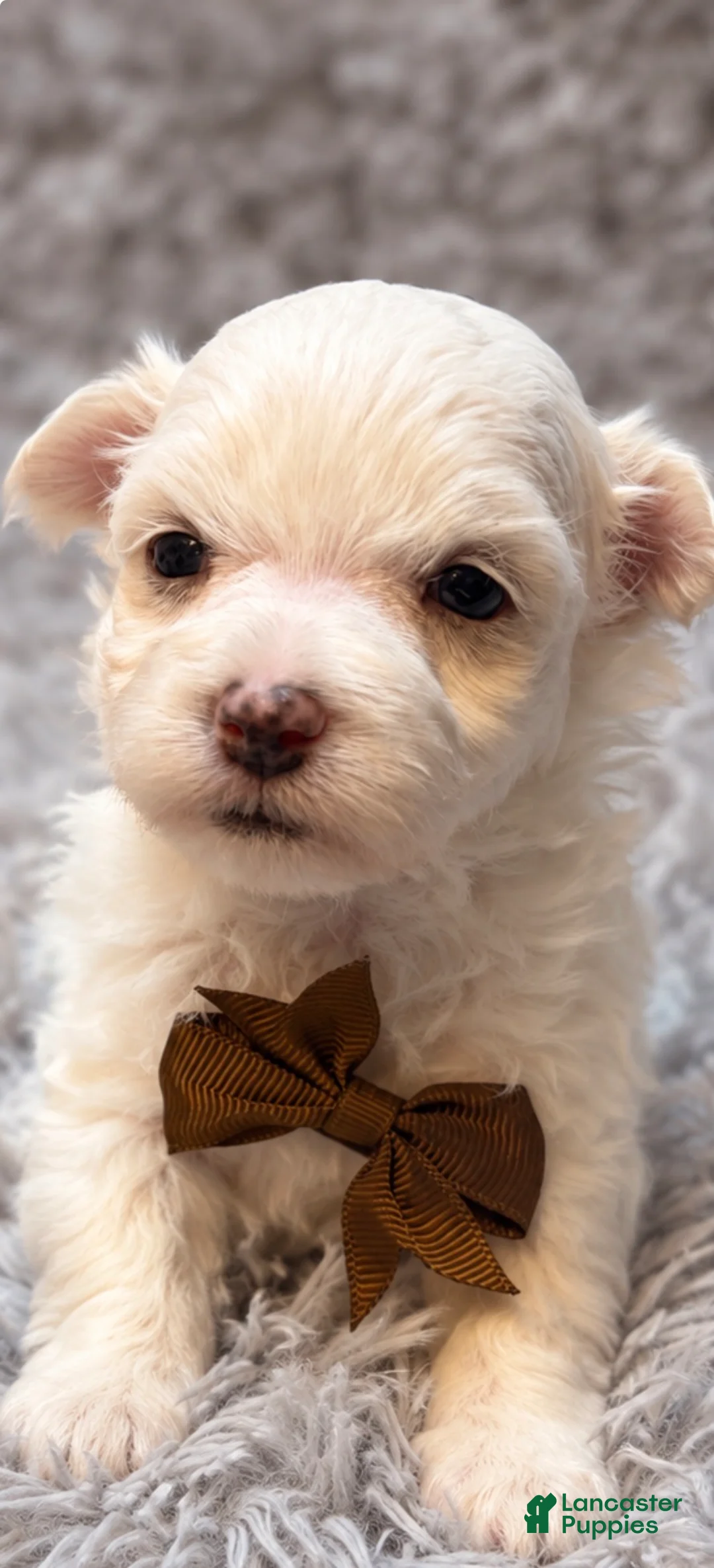 Maltese dogs for sale: Horatio  - Ad 1