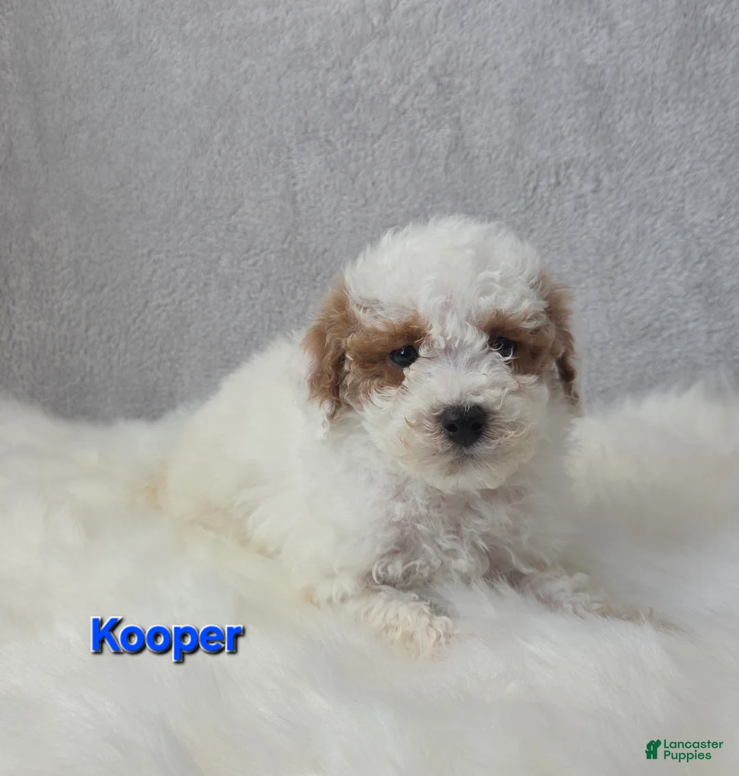 Miniature Poodle dogs for sale: Kooper - Ad 3