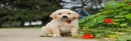 Golden Retriever dogs for sale: Benjie - Ad 7